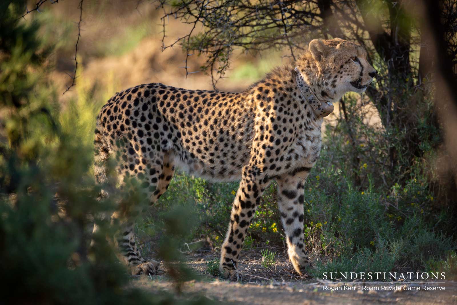 Cheetah Release at Roam Reserve Cheetah Release at Roam Reserve