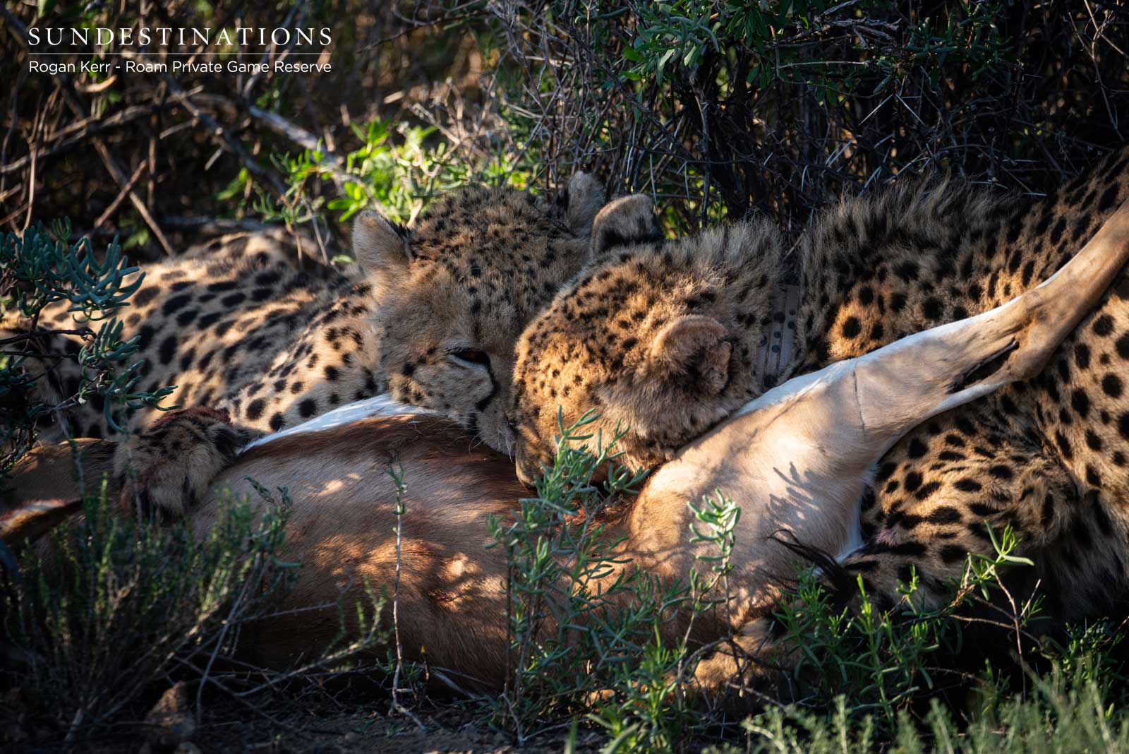 Roam Private Reserve Cheetah Roam Private Reserve Cheetah