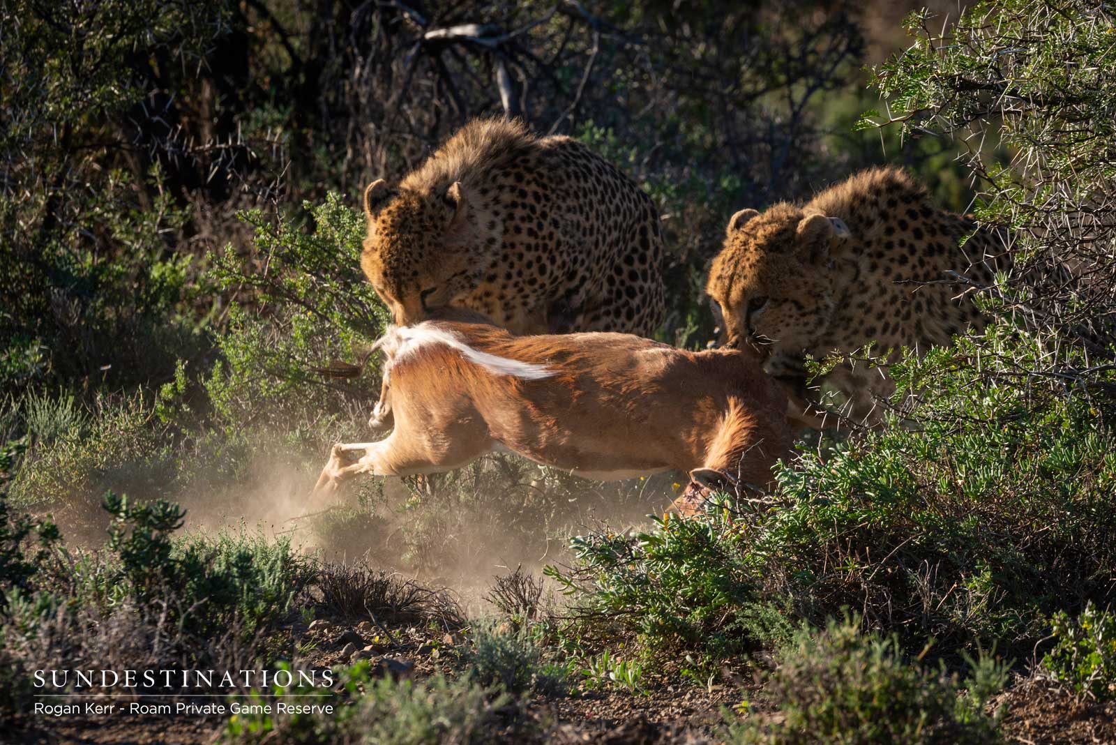 Cheetah Feed on Plains Game Cheetah Feed on Plains Game