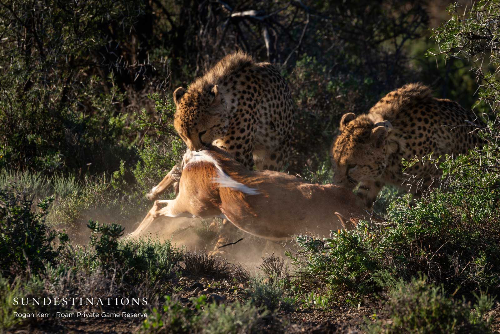 Roam Karoo Cheetah Roam Karoo Cheetah