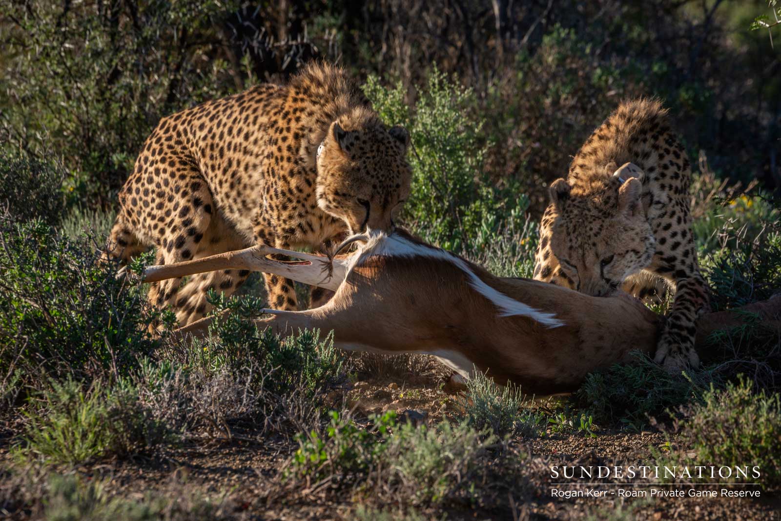 Cheetah in the Great Karoo Cheetah in the Great Karoo