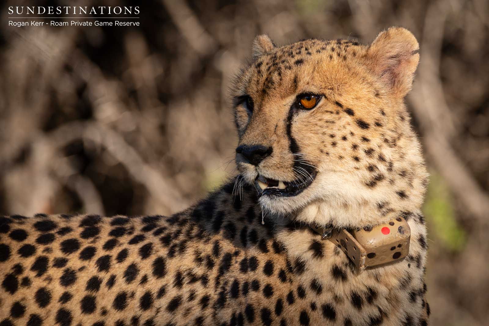 Cheetah Release into Roam Private Game Reserve Cheetah Release into Roam Private Game Reserve