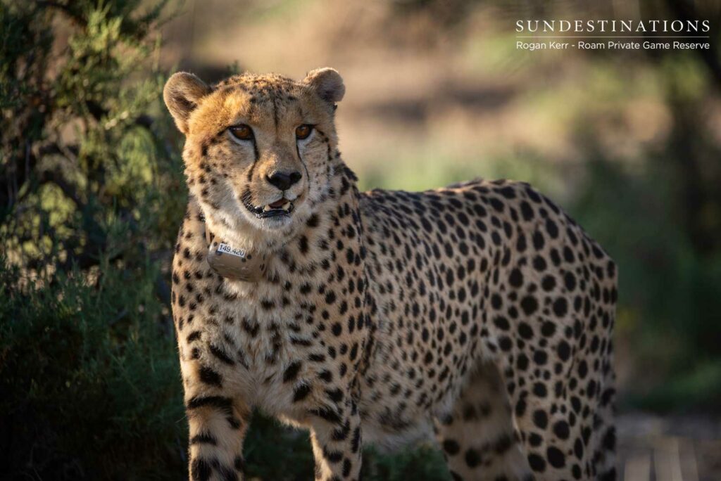 Cheetah in the Great Karoo