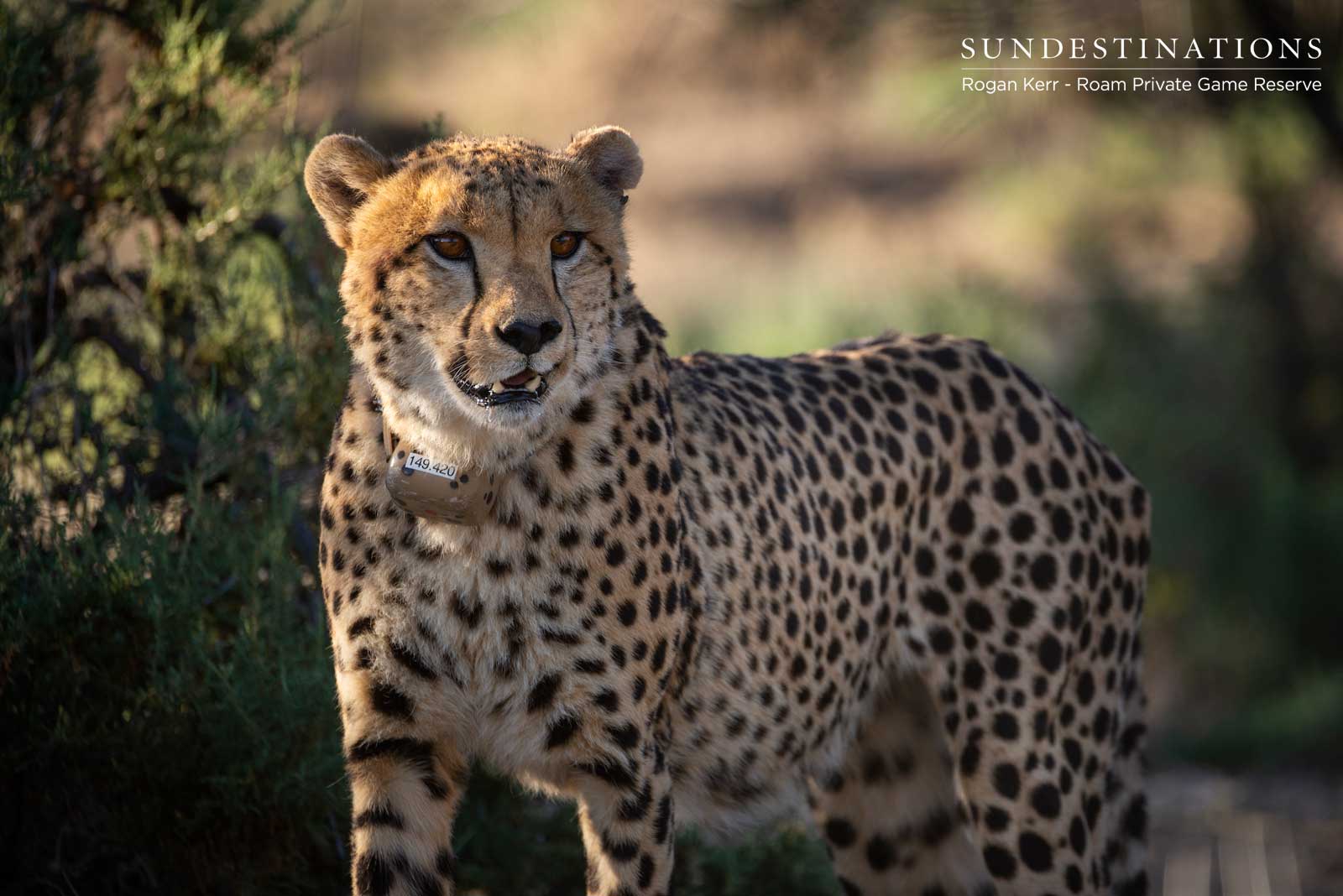 Cheetah in the Great Karoo Cheetah in the Great Karoo