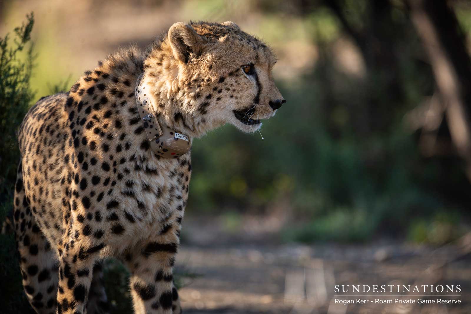 Cheetah at Roam Private Reserve Cheetah at Roam Private Reserve