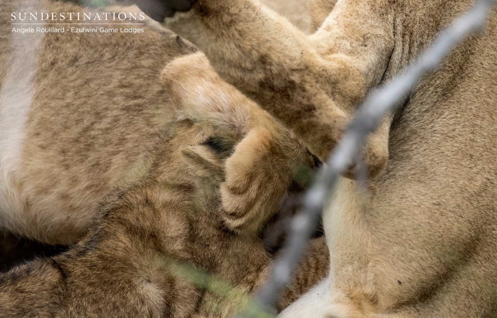 Lion Cubs in the Balule Lion Cubs in the Balule