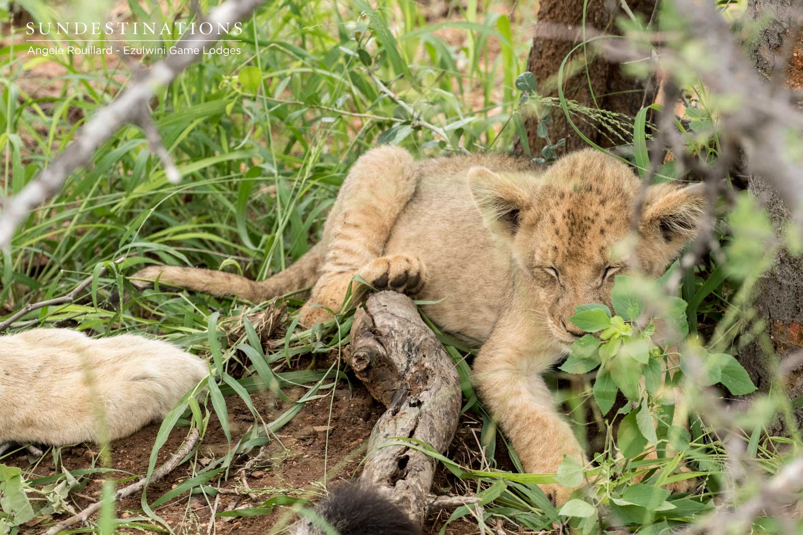Ezulwini Lion Cubs Ezulwini Lion Cubs