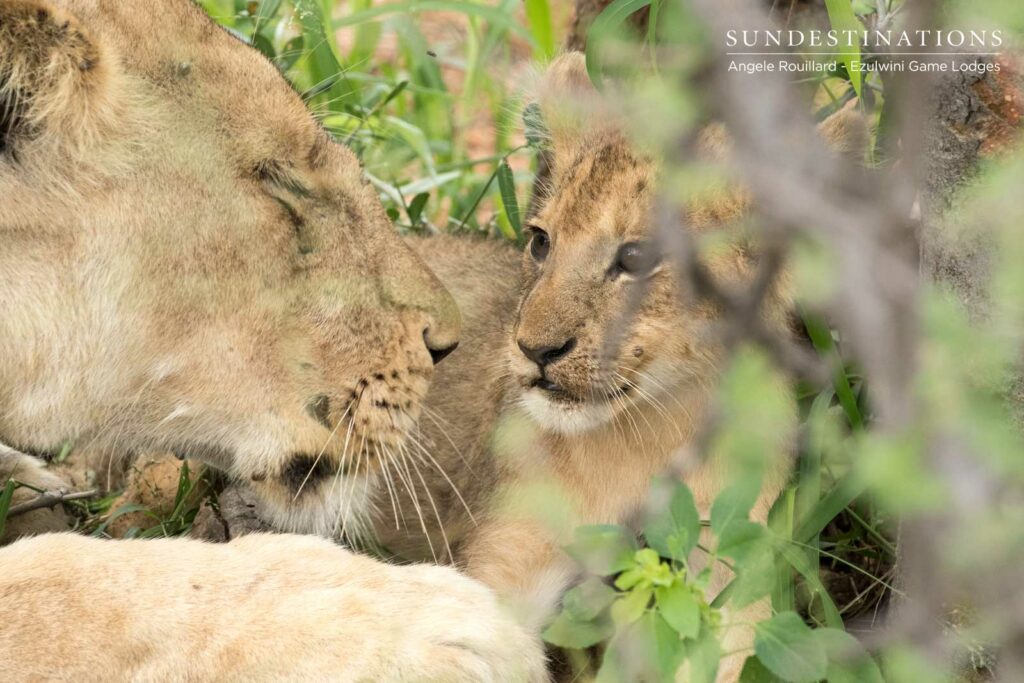 Ezulwini Lion Cubs in the Balule Nature Reserve