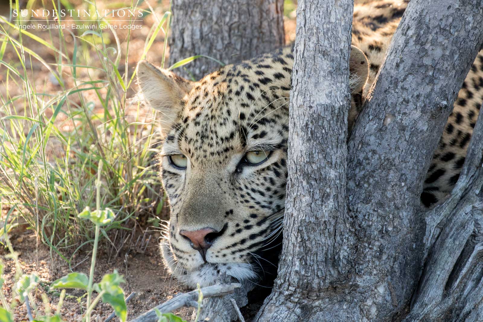 Balule Leopards at Ezulwini Balule Leopards at Ezulwini