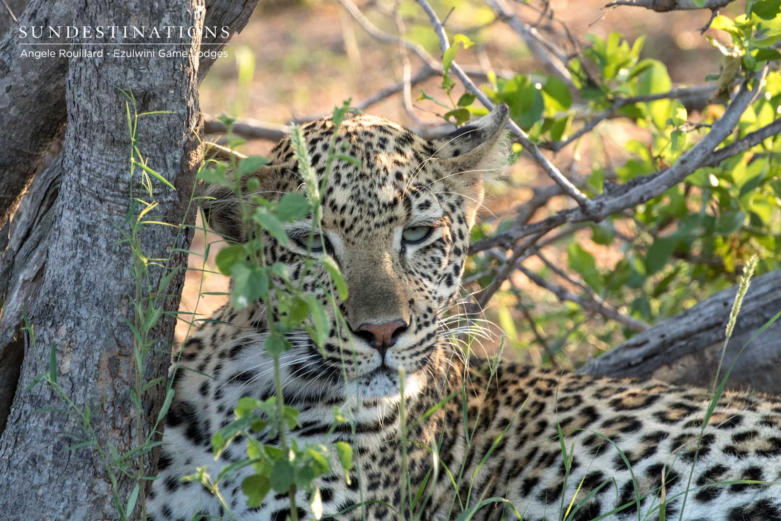 Ezulwini Balule Leopards Ezulwini Balule Leopards