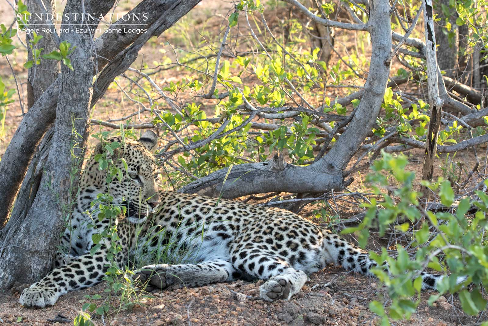 Ezulwini River Lodge Balule Ezulwini River Lodge Balule