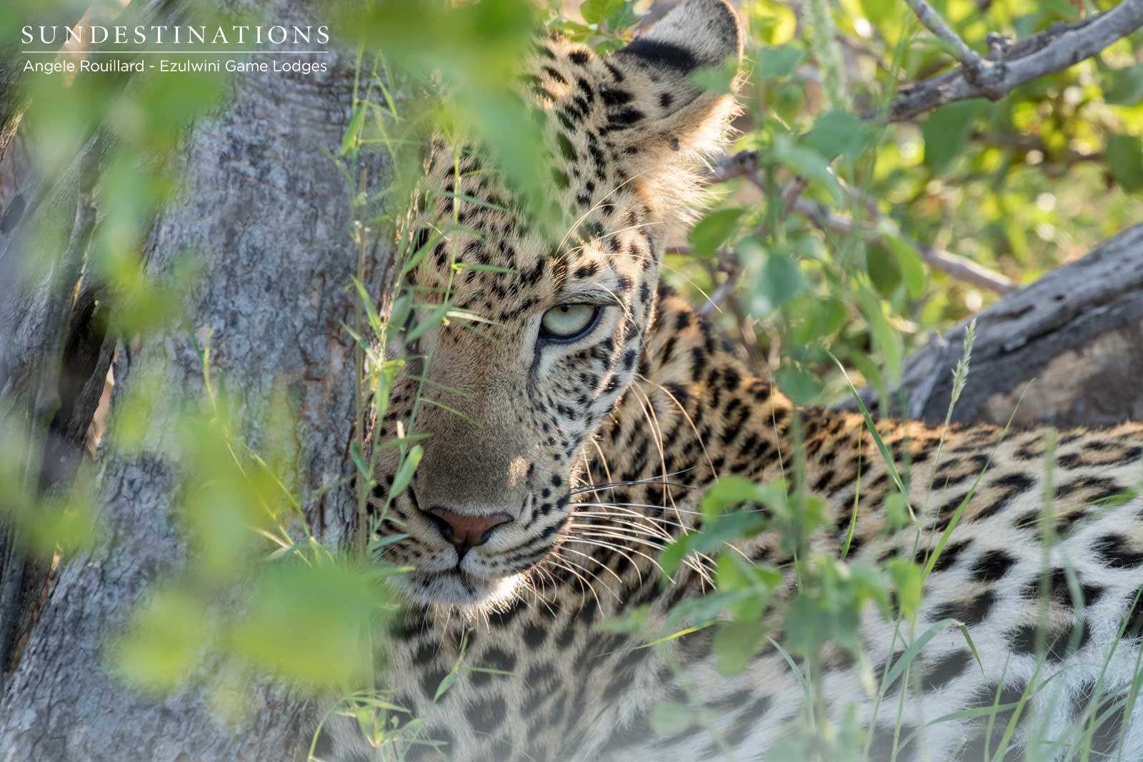 Ezulwini Leopard in the Balule Ezulwini Leopard in the Balule
