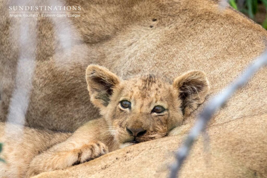 Lion Cubs in Balule