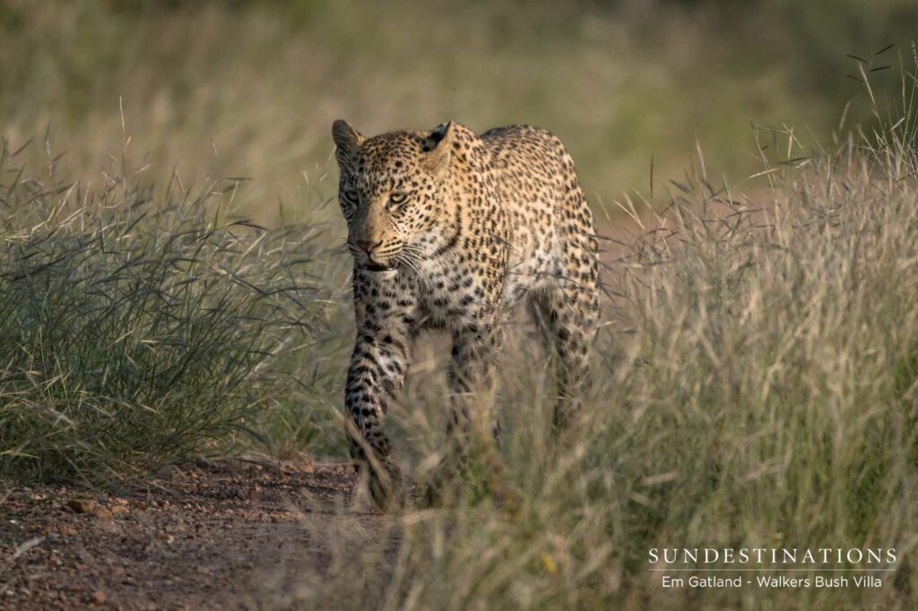 Sunset Leopardess Timbavati