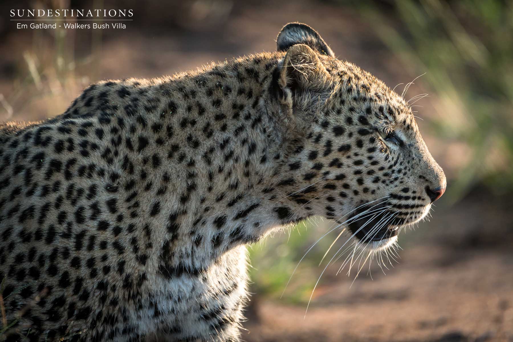 Leopardess Sunset Female Leopardess Sunset Female