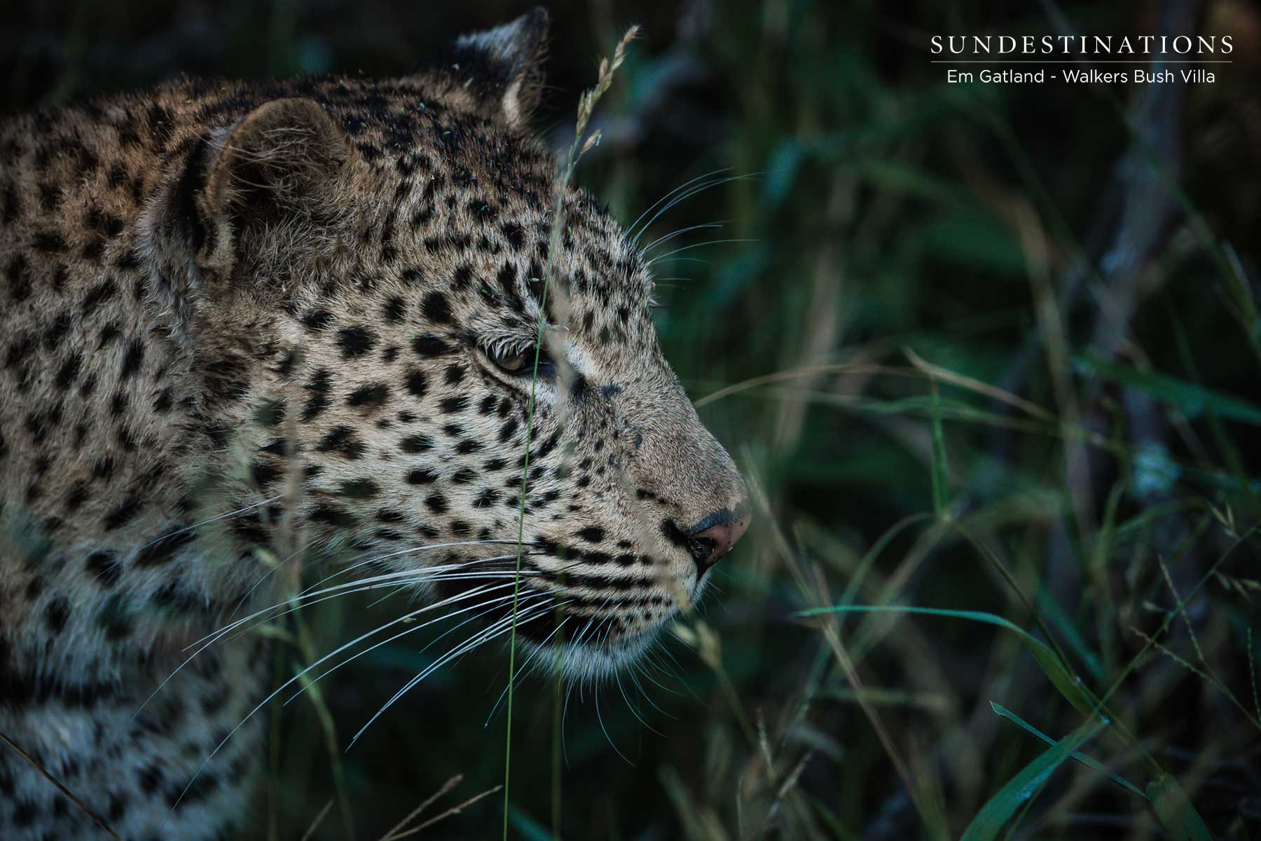 Leopards of the Timbavati Private Nature Reserve Leopards of the Timbavati Private Nature Reserve