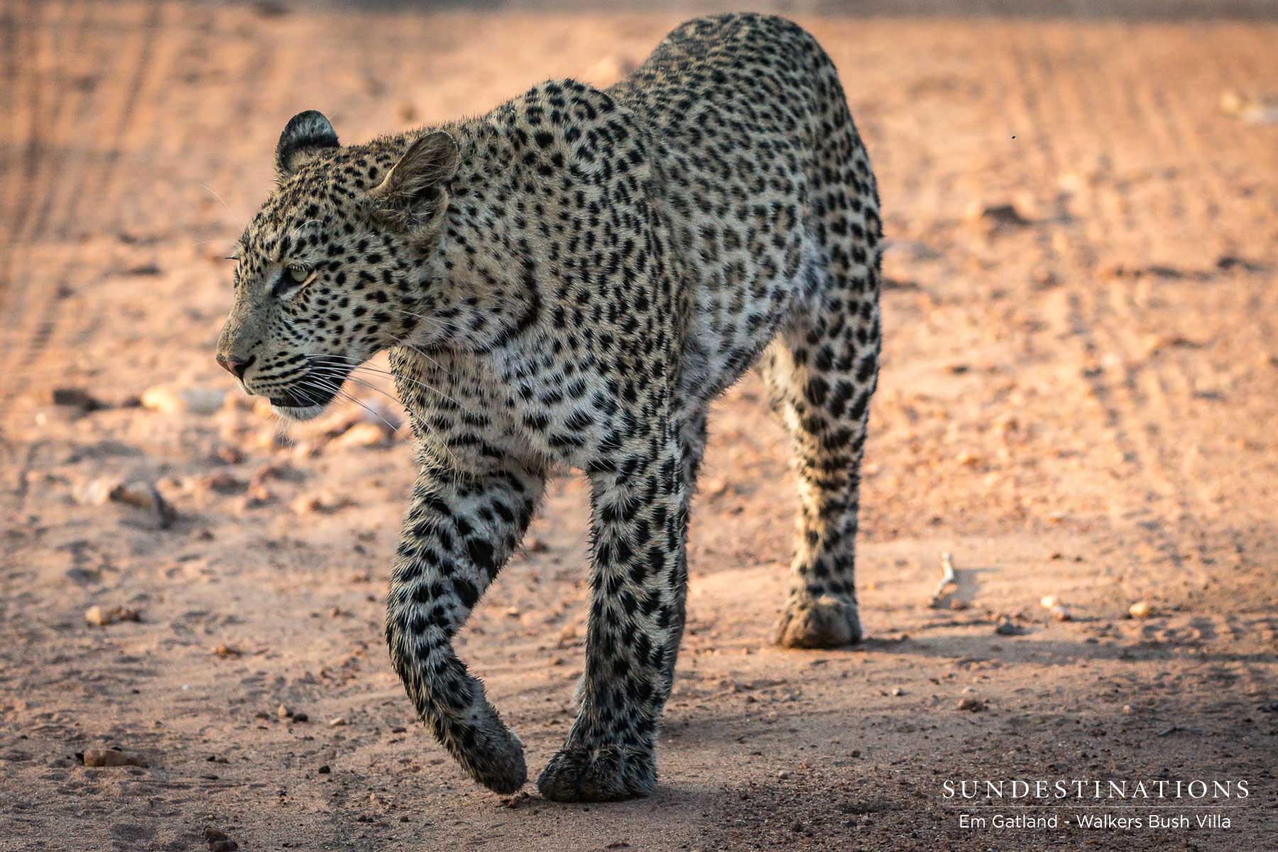 Leopard at Walkers Bush Villa Leopard at Walkers Bush Villa