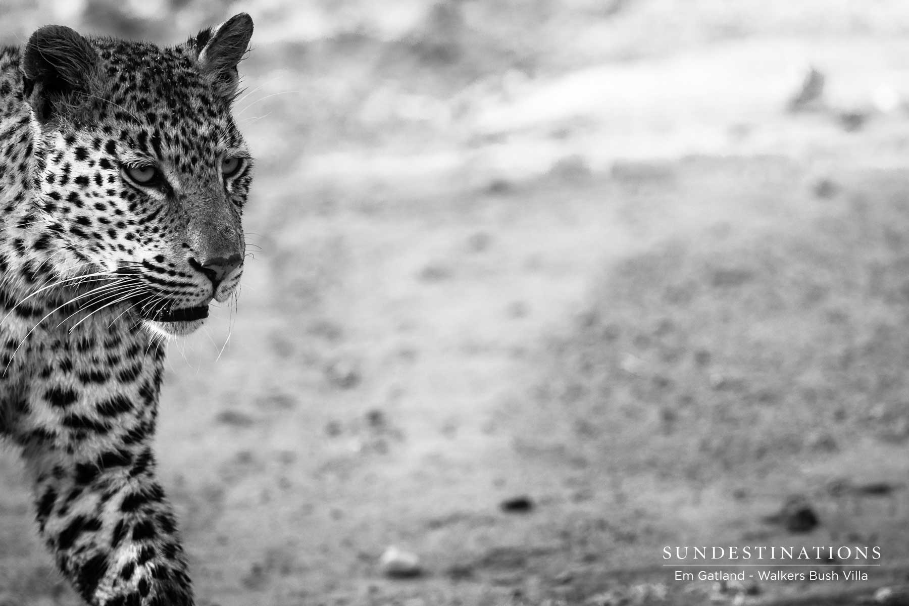 Walkers Bush Villa Leopards Walkers Bush Villa Leopards