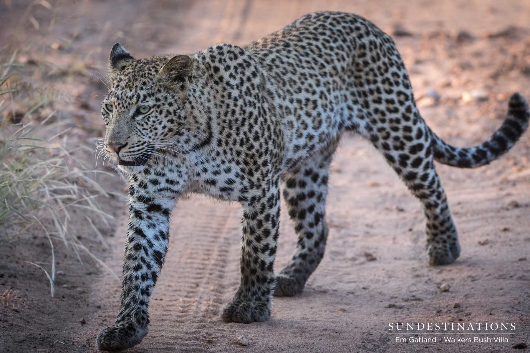Leopardess in the Greater Kruger Leopardess in the Greater Kruger