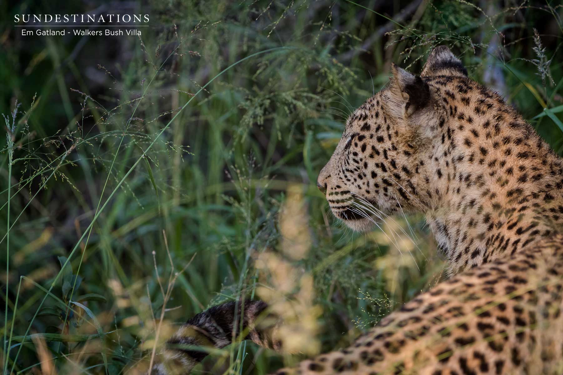Sunset the Leopardess Sunset the Leopardess