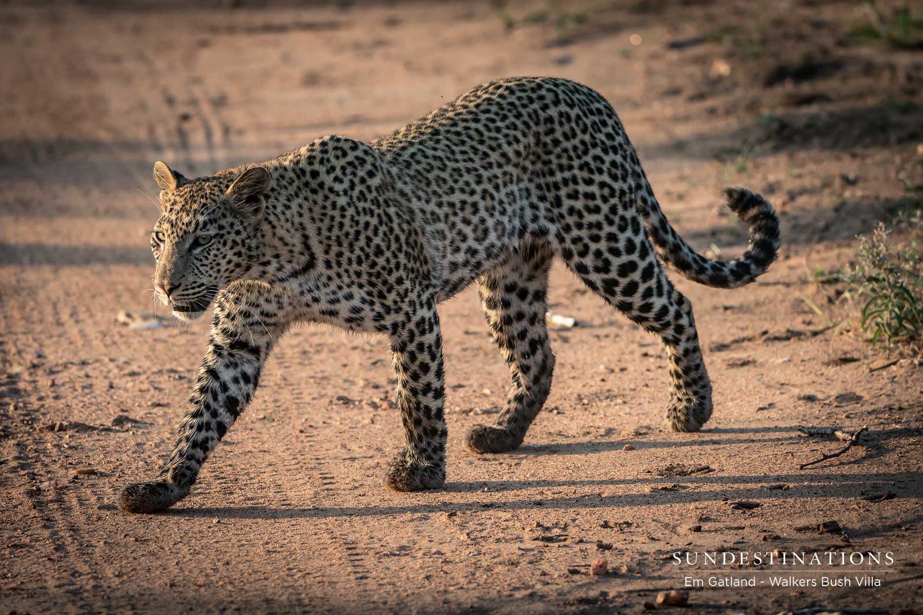 Leopardess in Timbavati Leopardess in Timbavati