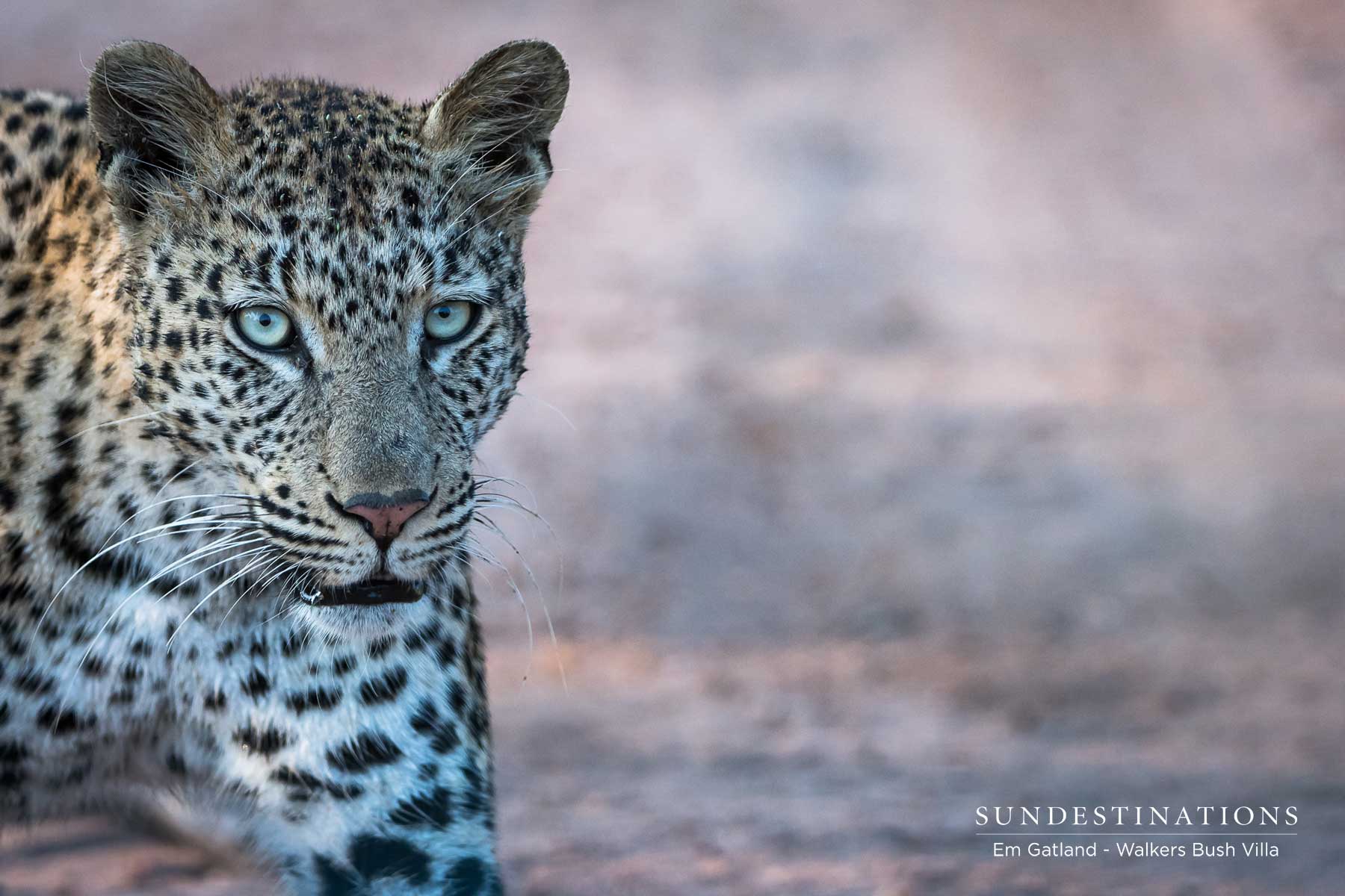 Sunset Female - Timbavati Sunset Female - Timbavati