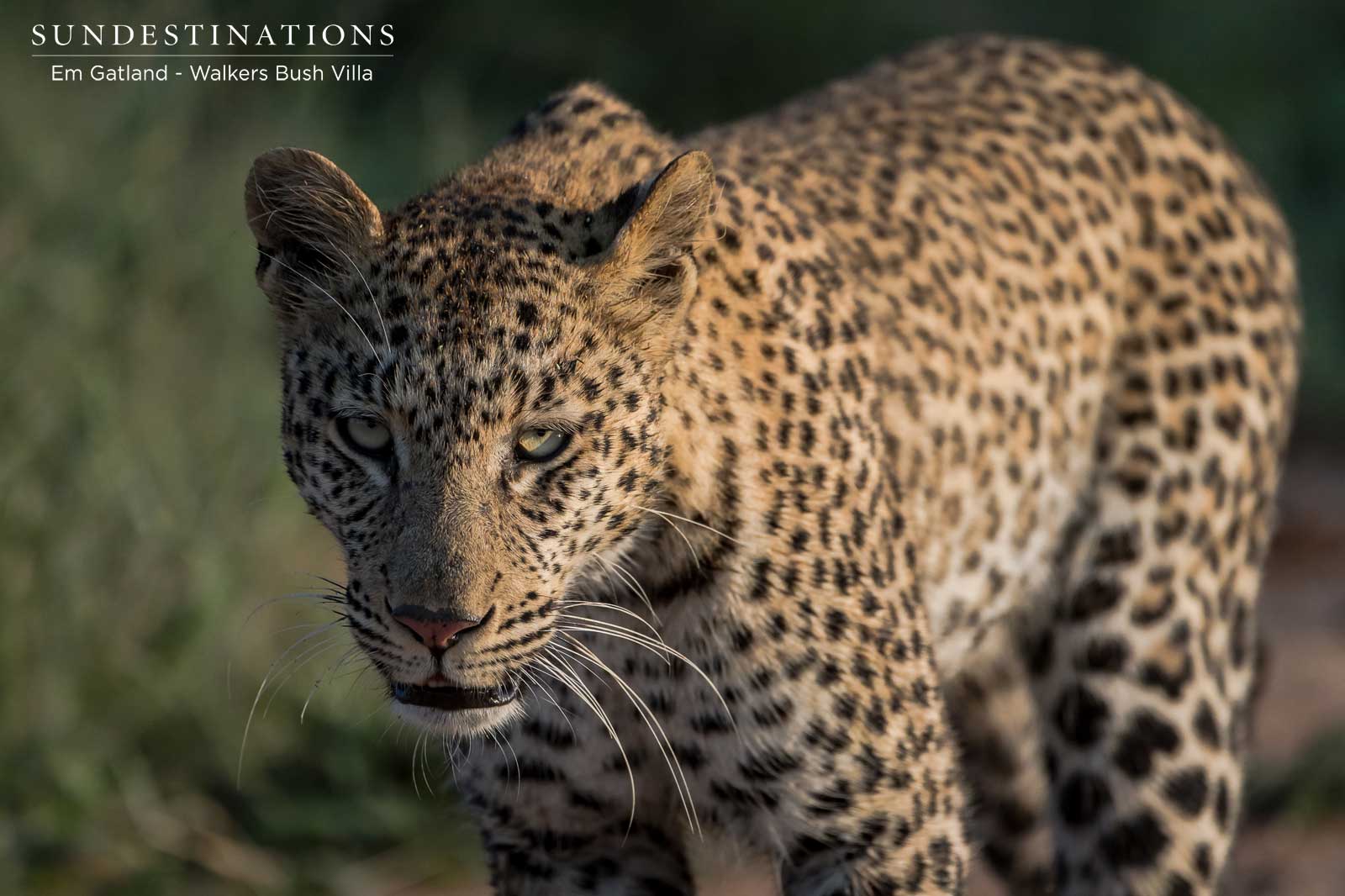 Leopards at Walkers Bush Villa Leopards at Walkers Bush Villa