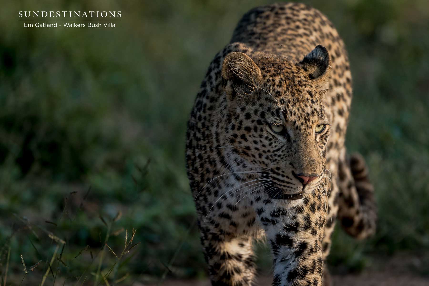 Leopard in Timbavati Leopard in Timbavati