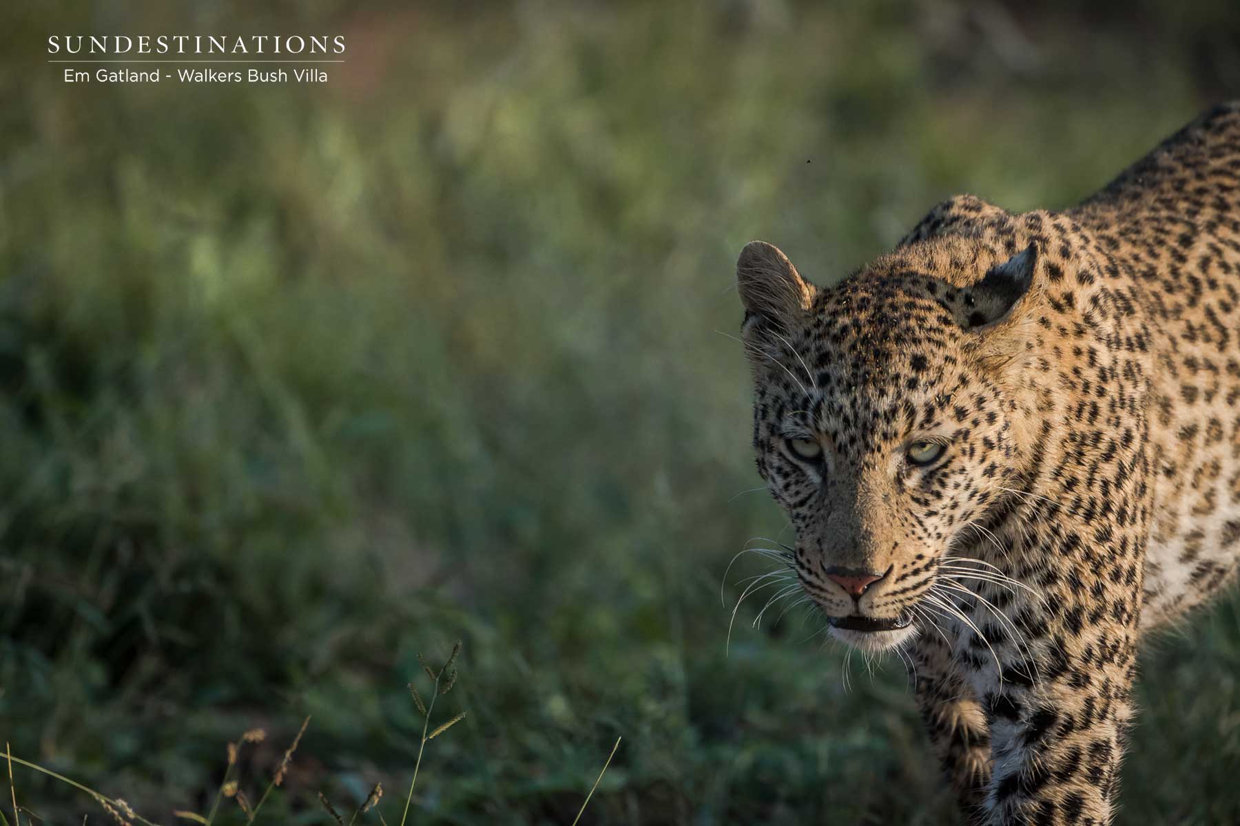 Female Leopard on Game Drive with Walkers Female Leopard on Game Drive with Walkers