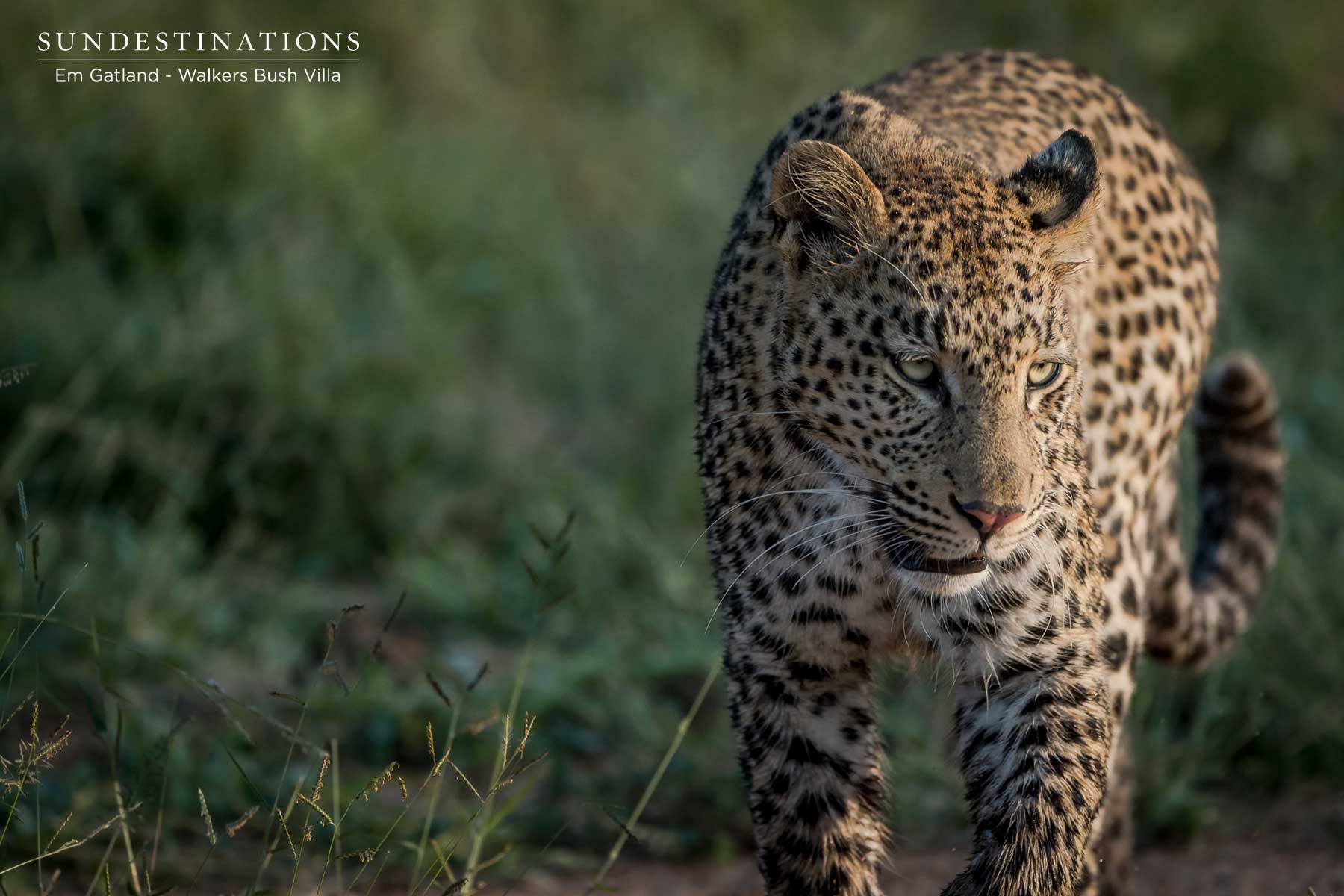 Walkers Bush Villa Sunset Leopard Walkers Bush Villa Sunset Leopard
