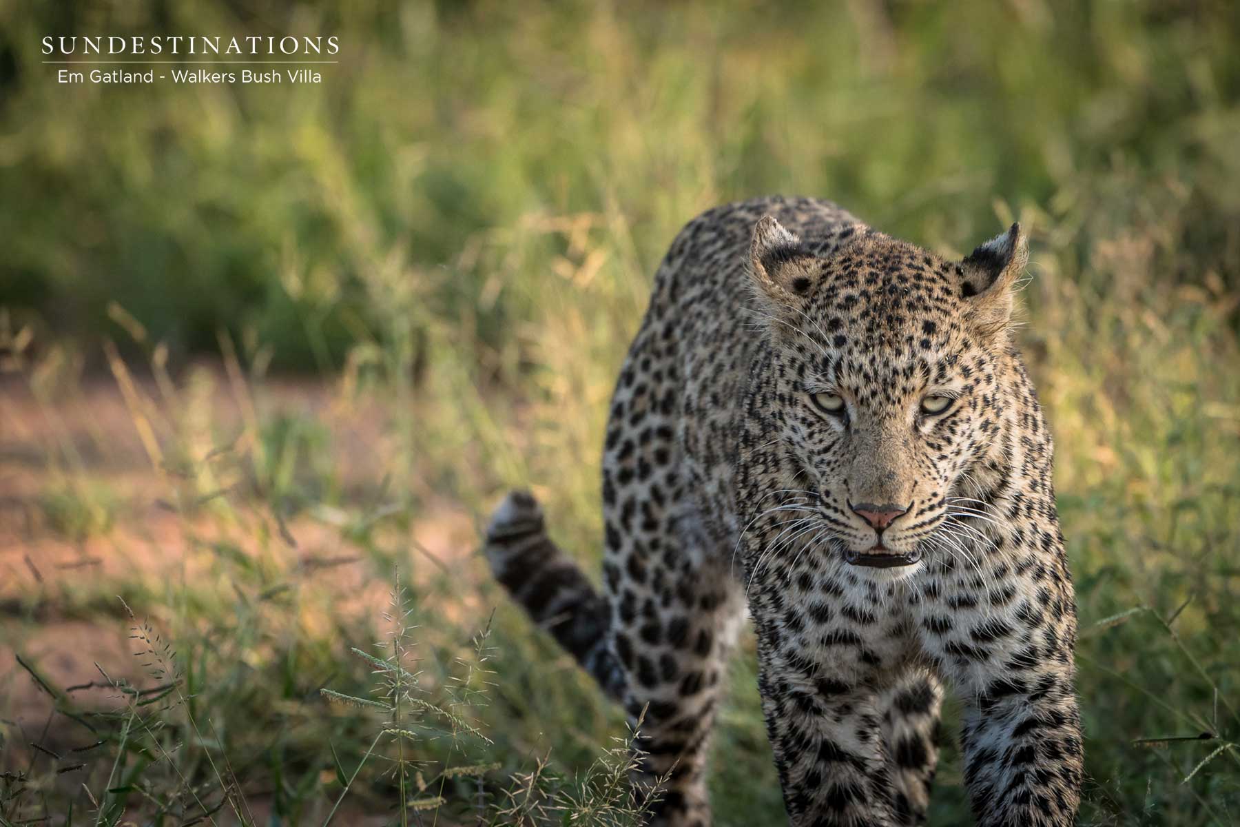 Timbavati Sunset Leopardess Timbavati Sunset Leopardess