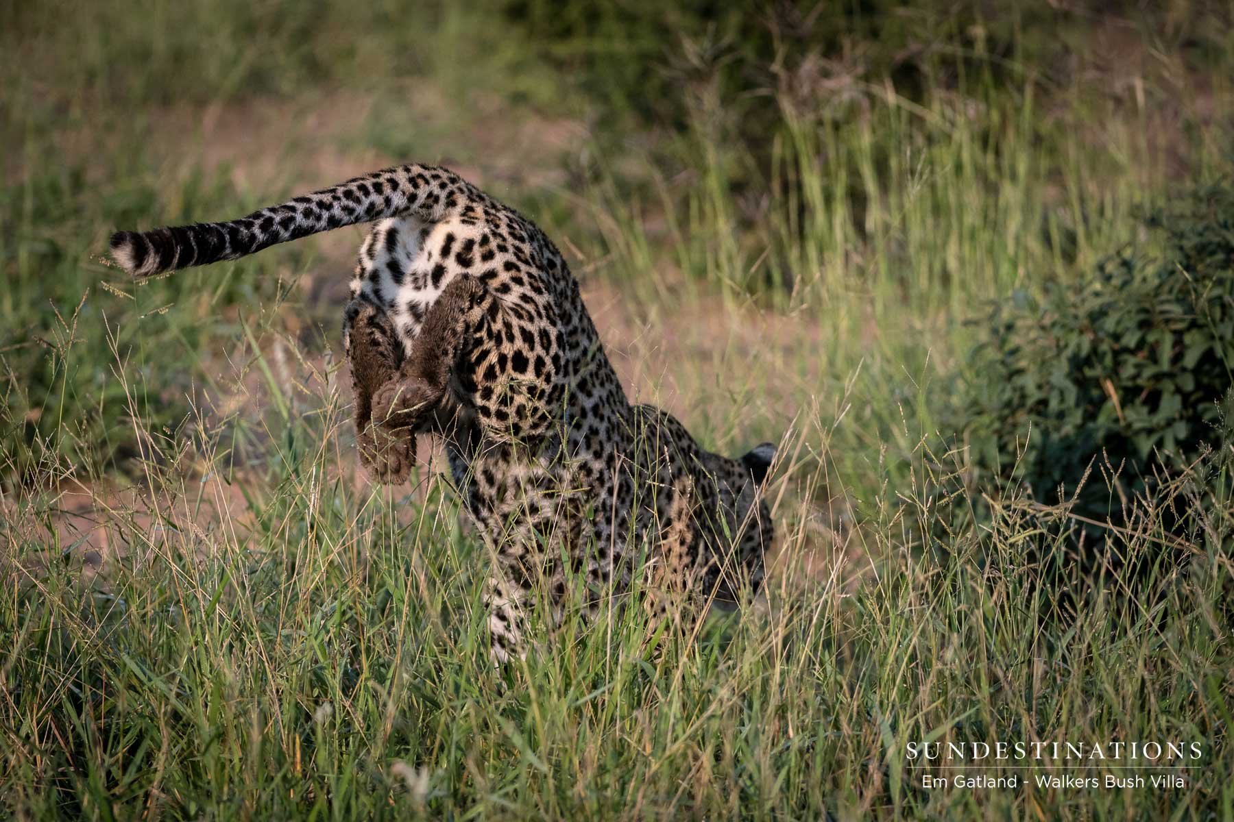 Sunset Leopardess Moves into Territory Sunset Leopardess Moves into Territory