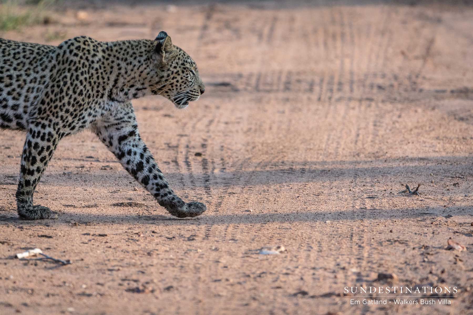 Sunset Leopardess Patrols the Timbavati Sunset Leopardess Patrols the Timbavati