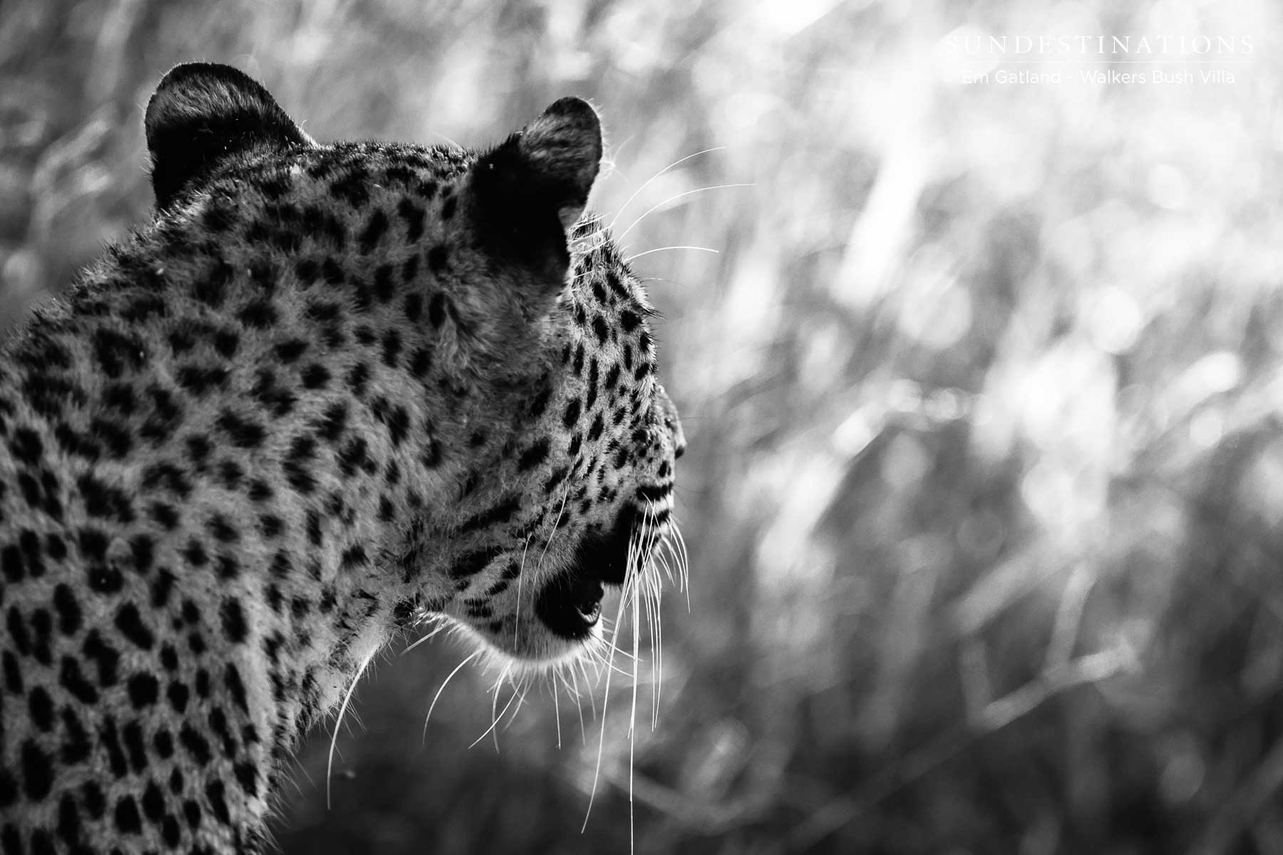 Sunset Female in Timbavati Nature Reserve Sunset Female in Timbavati Nature Reserve