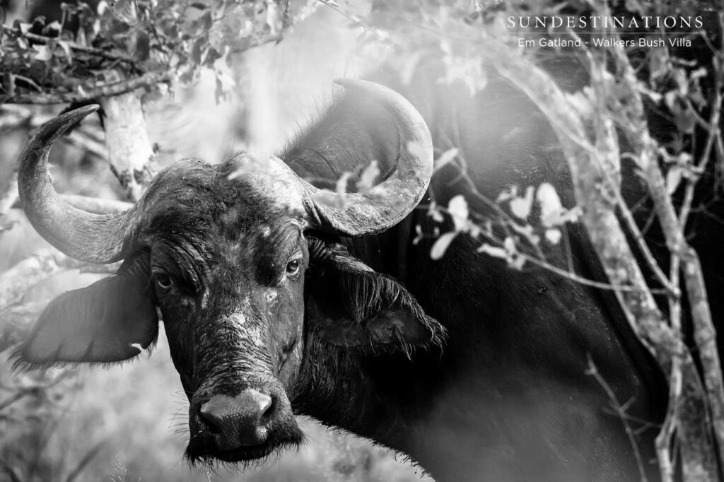 Walkers Bush Villa Buffalo