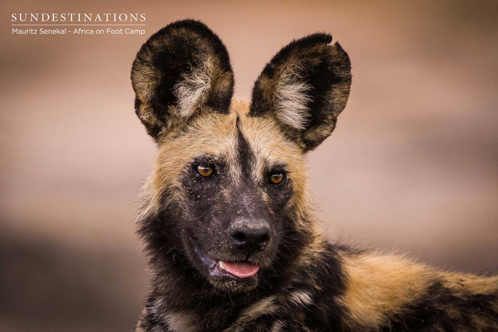 Wild Dogs Africa on Foot Wild Dogs Africa on Foot