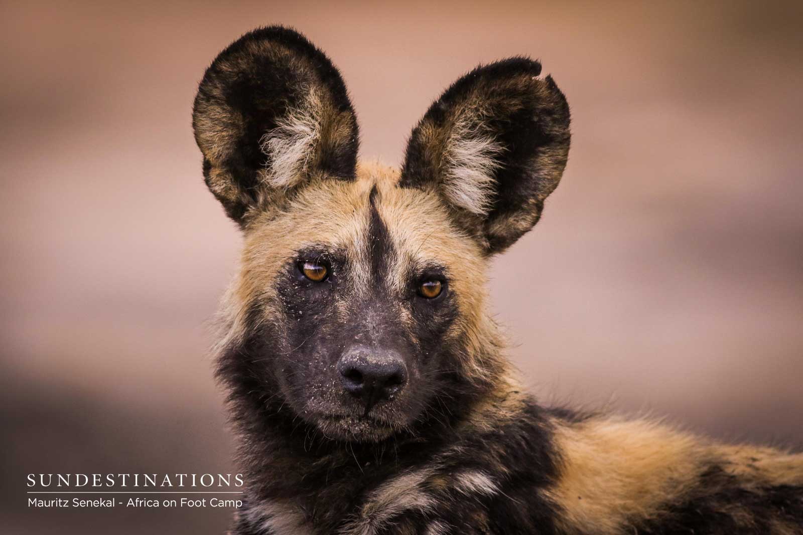 Wild Dogs Africa on Foot Kill Wild Dogs Africa on Foot Kill