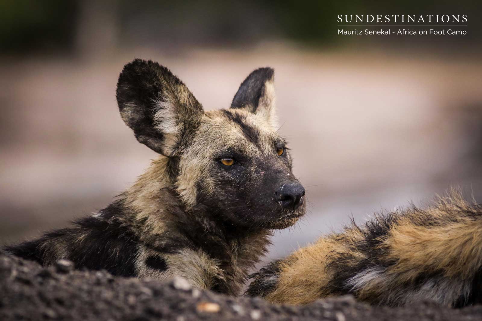 Klaserie Wild Dogs on Kill Klaserie Wild Dogs on Kill