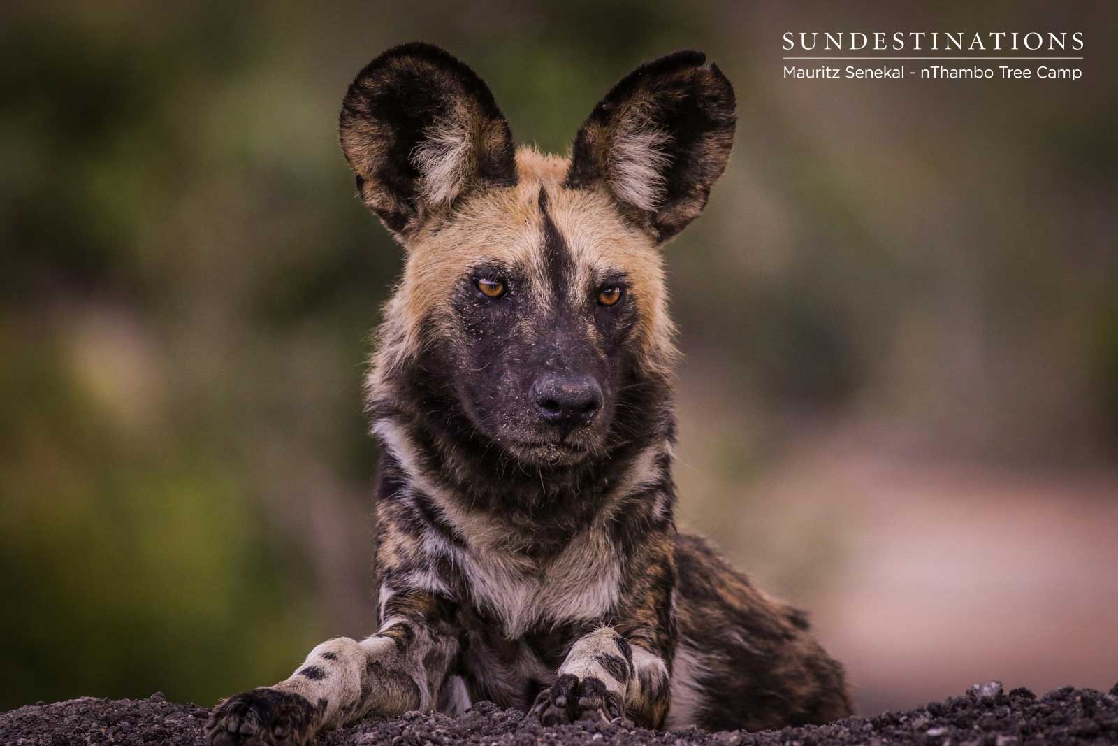 Wild Dogs in Klaserie Wild Dogs in Klaserie