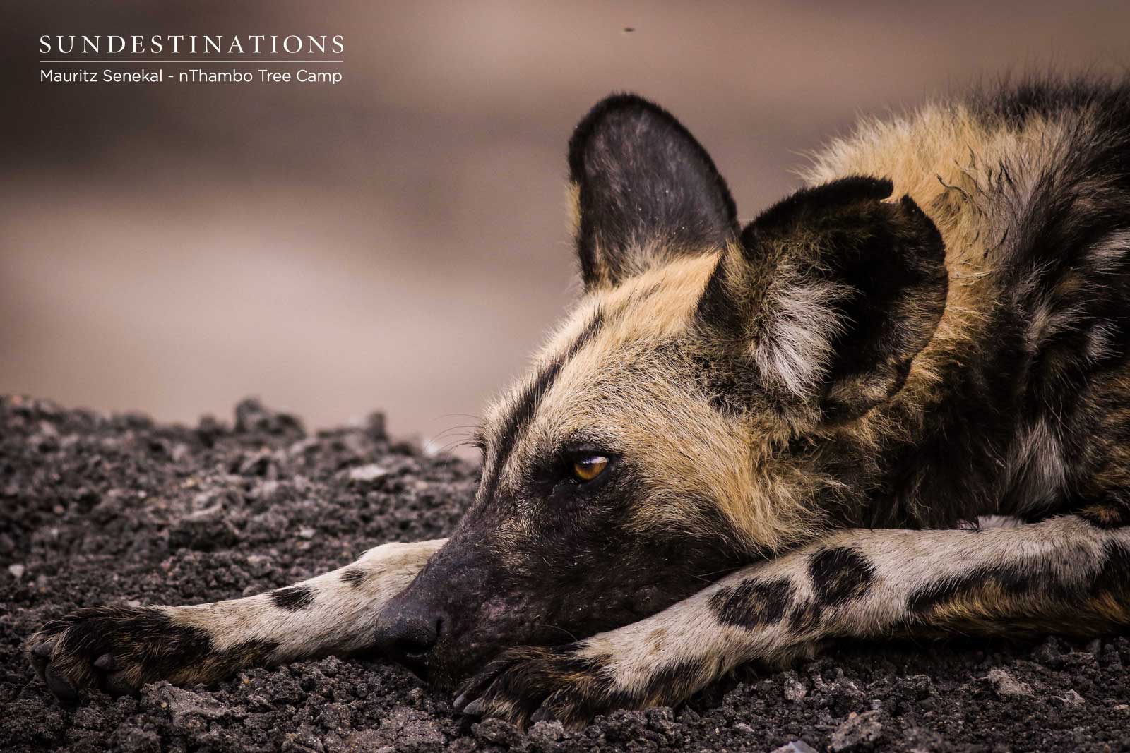Wild Dogs Lazing Around After Kill Wild Dogs Lazing Around After Kill