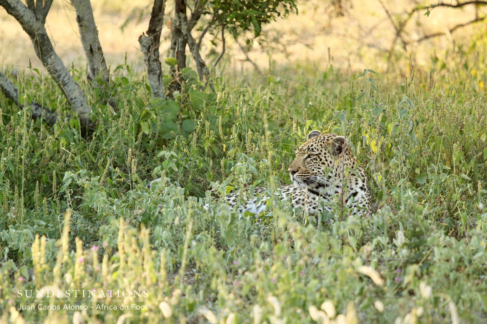 Africa on Foot Rhulani Africa on Foot Rhulani