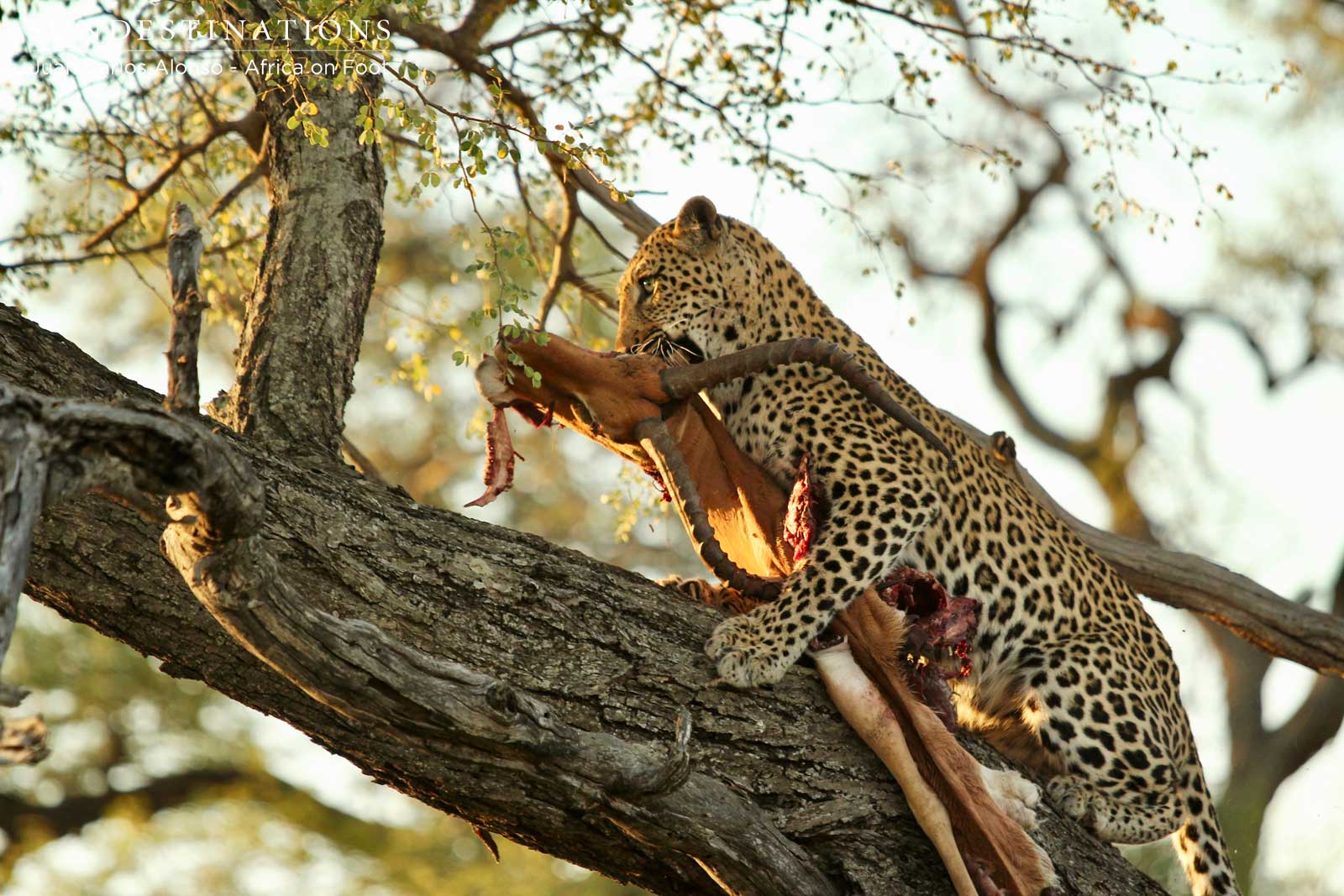 Ross Dam in Tree Ross Dam in Tree