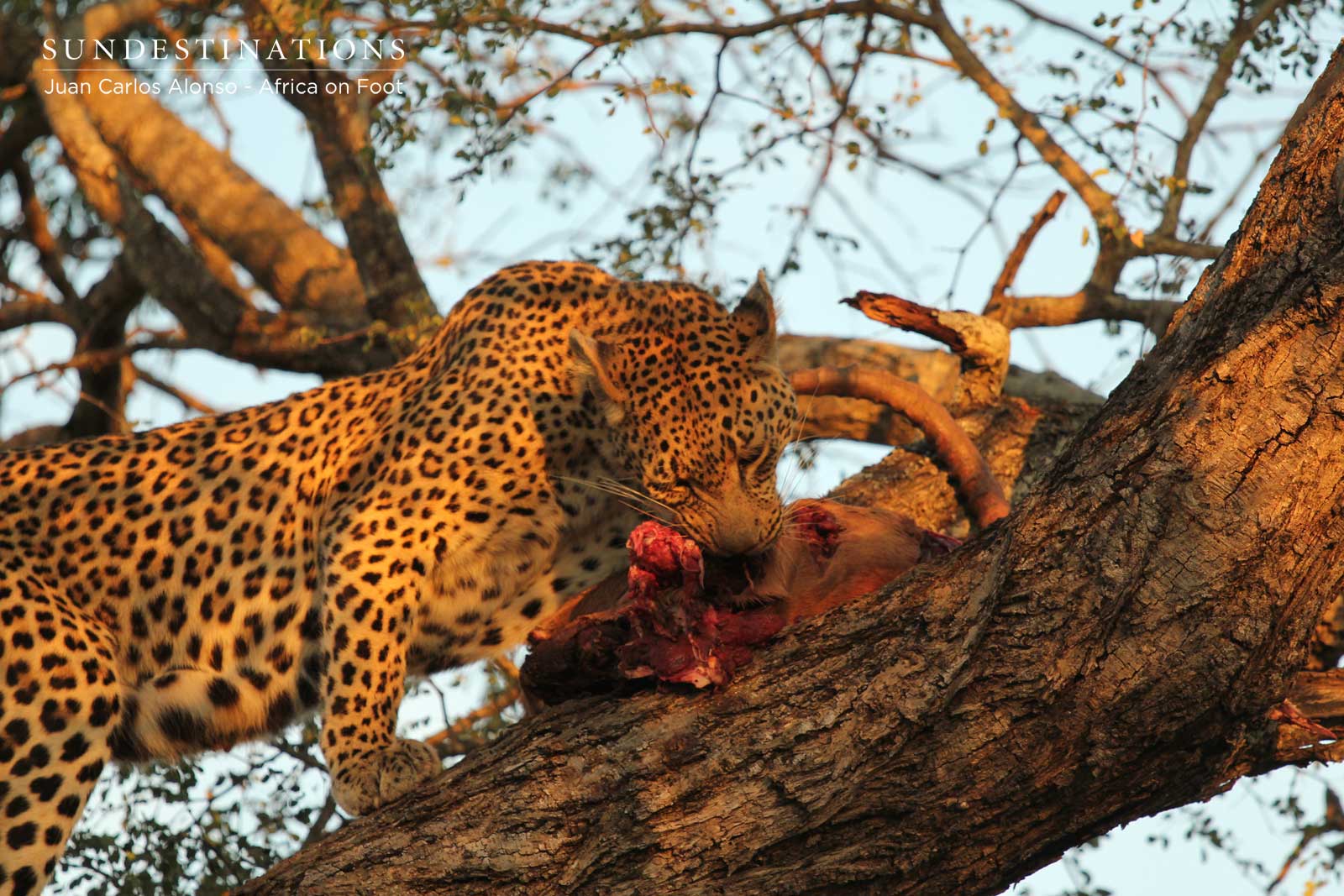 Ross Dam in Tree Ross Dam in Tree