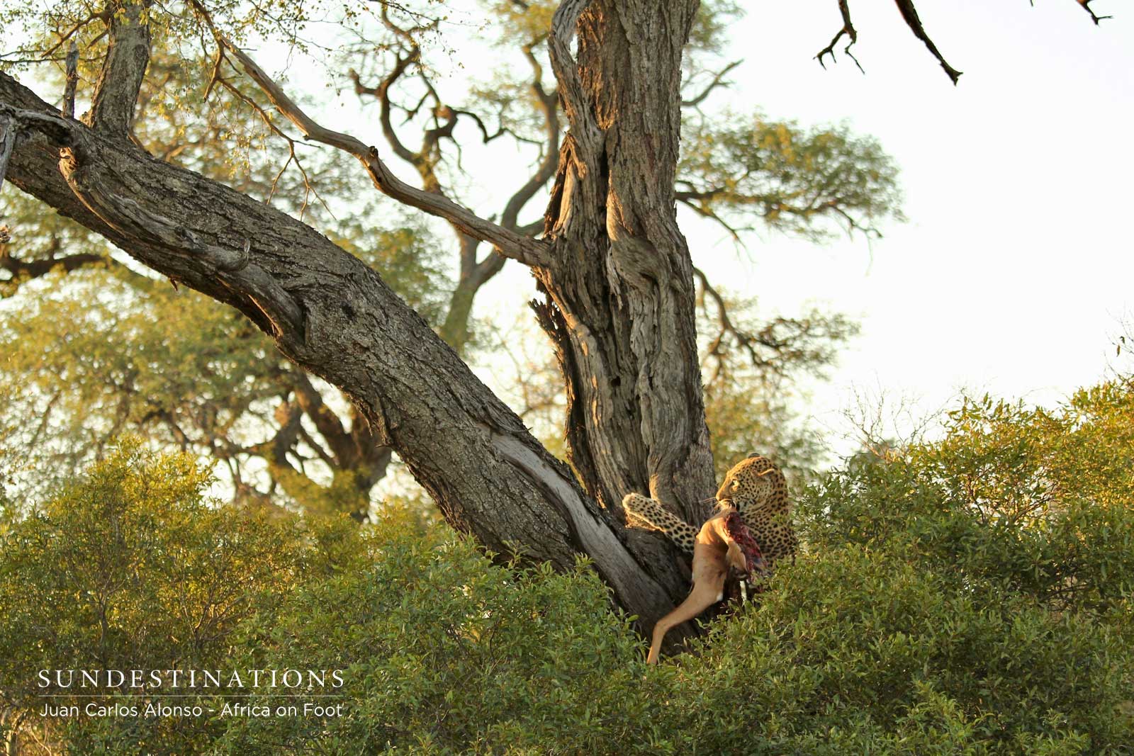 Ross Dam Tries to Climb Tree Ross Dam Tries to Climb Tree