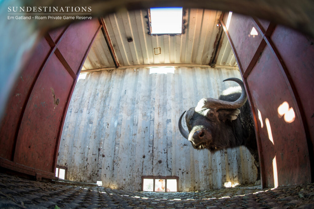 Buffalo Emerges