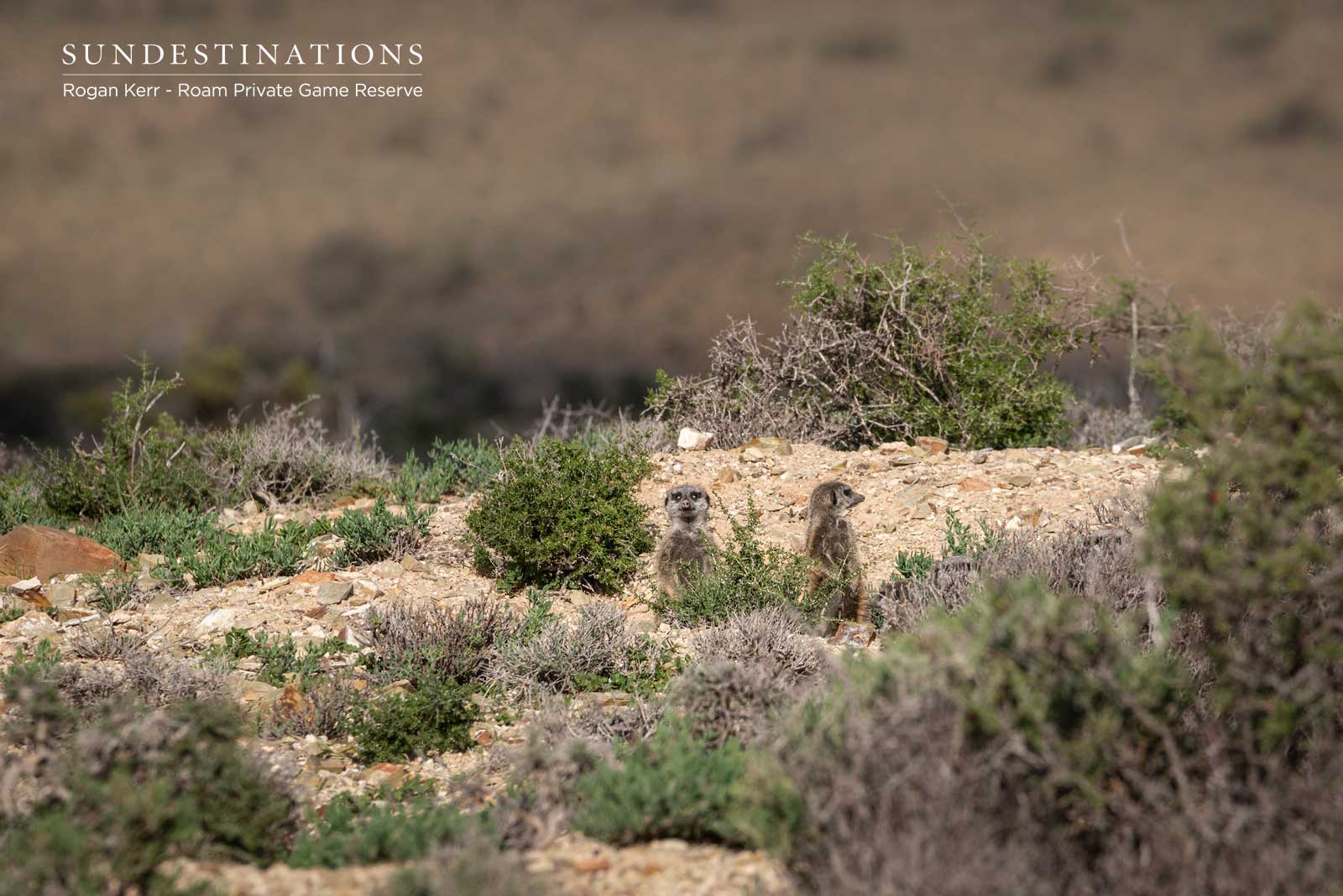 Meerkat Colony Great Karoo Meerkat Colony Great Karoo