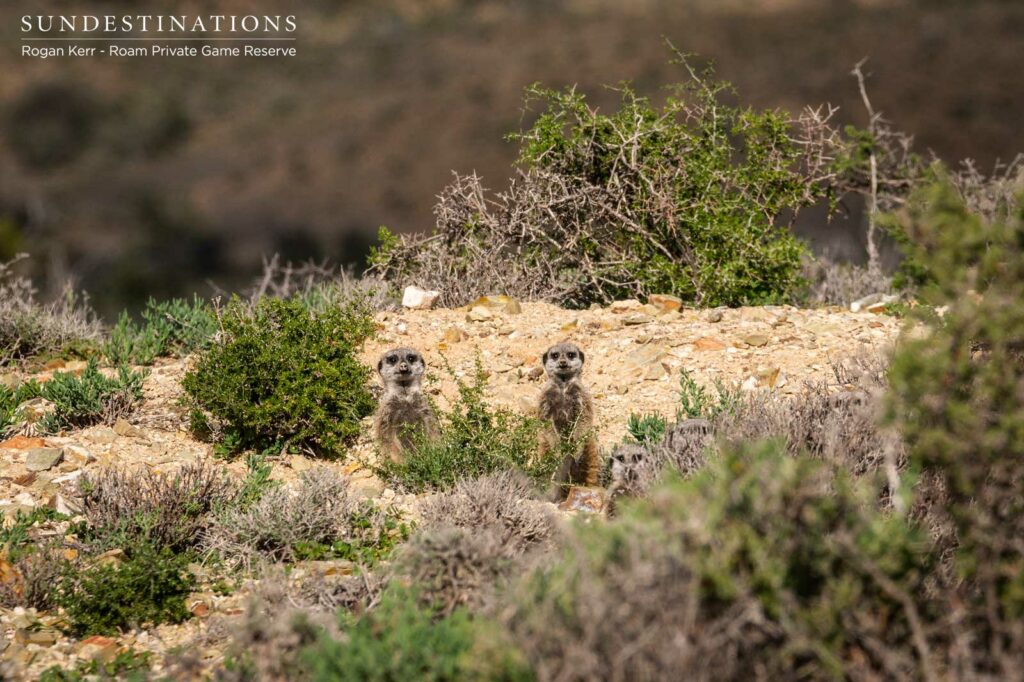 Roam Private Game Reserve Meerkats