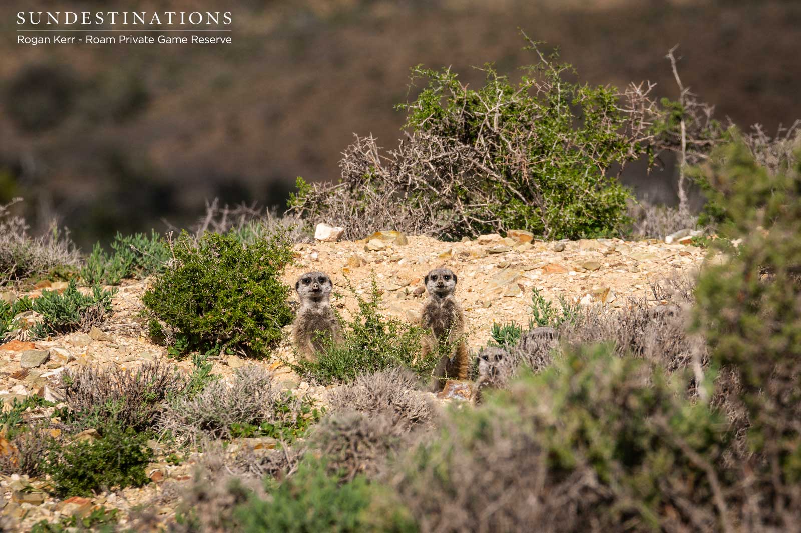 Roam Private Game Reserve Meerkats Roam Private Game Reserve Meerkats