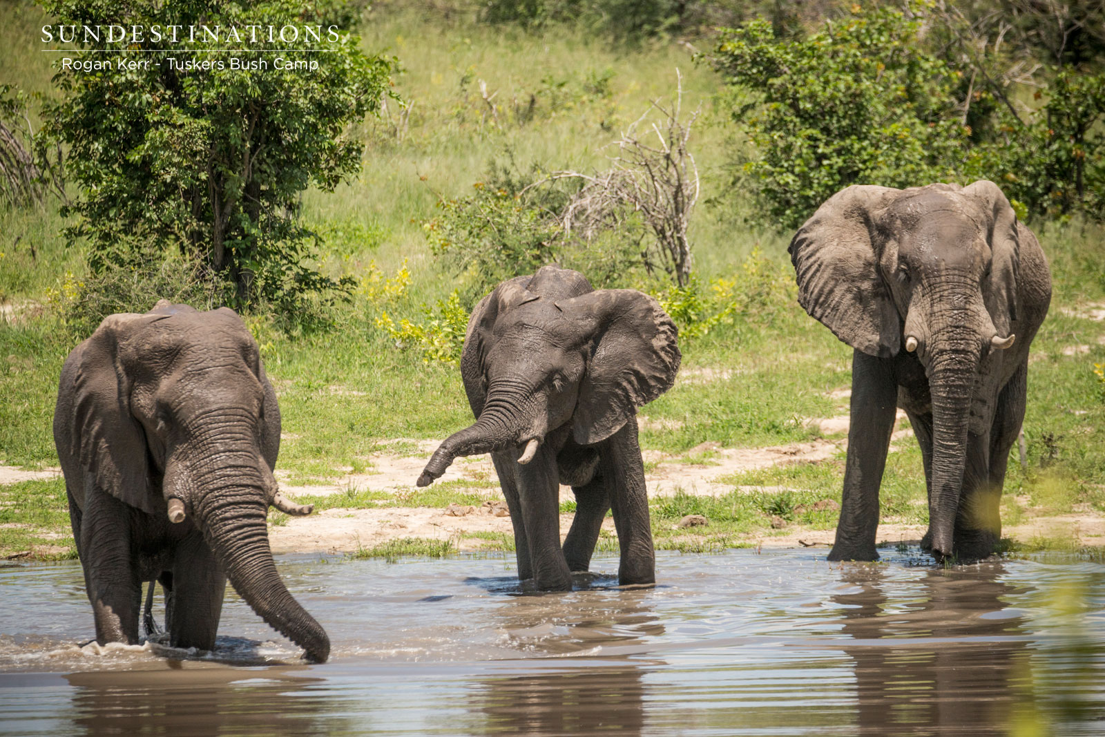 Elephants at Tuskers Bush Camp Elephants at Tuskers Bush Camp