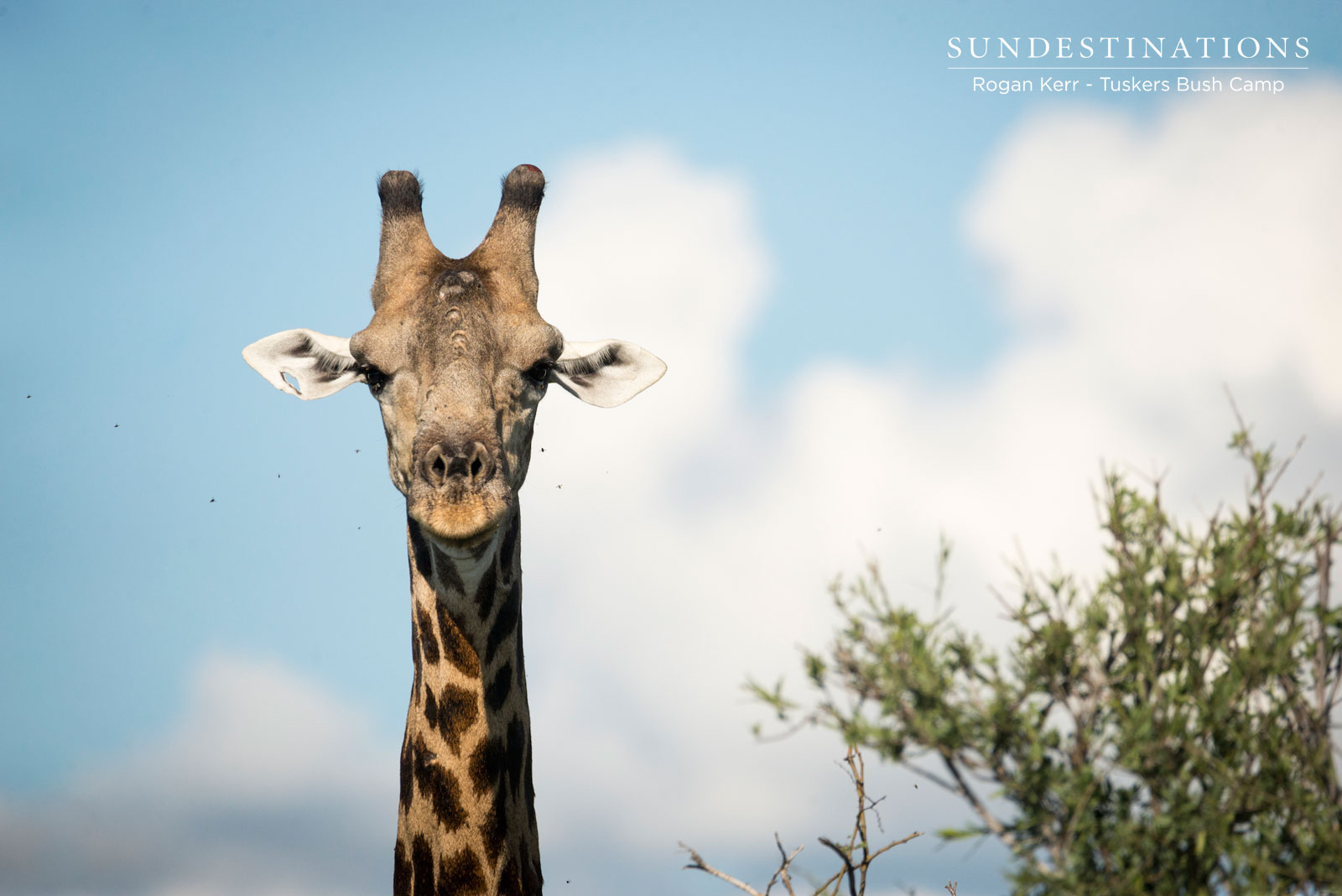 Game Viewing at Tuskers Bush Camp Game Viewing at Tuskers Bush Camp